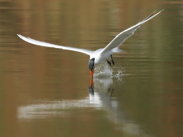 Räyskä, Caspian Tern, Hydroprogne caspia